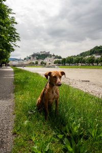 Milo an Donau mit Blick auf Festung