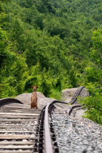 Milo auf Pijana Pruga - Betrunkene Schienen