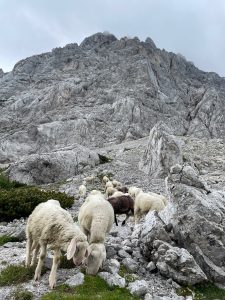 Schafherde am Vršič-Pass