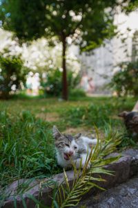 Katzenbaby in Kotor