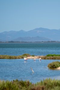 Flamingos bei Cagliari