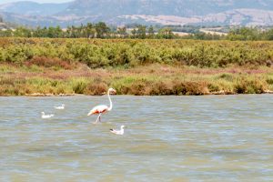 Flamingos bei Sant Antioco