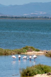 Flamingos auf Sardinien