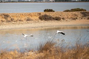 Flamingos auf Sardinien