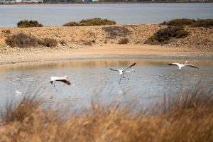 Flamingos auf Sardinien