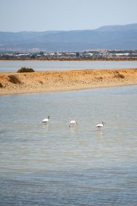 Flamingos auf Sardinien