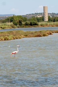 Flamingos auf Sardinien